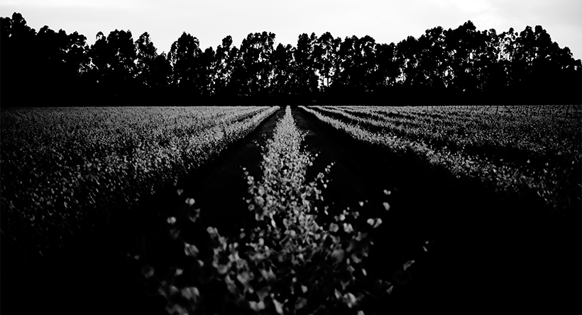 Night Harvest